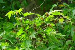 Platanus orientalis